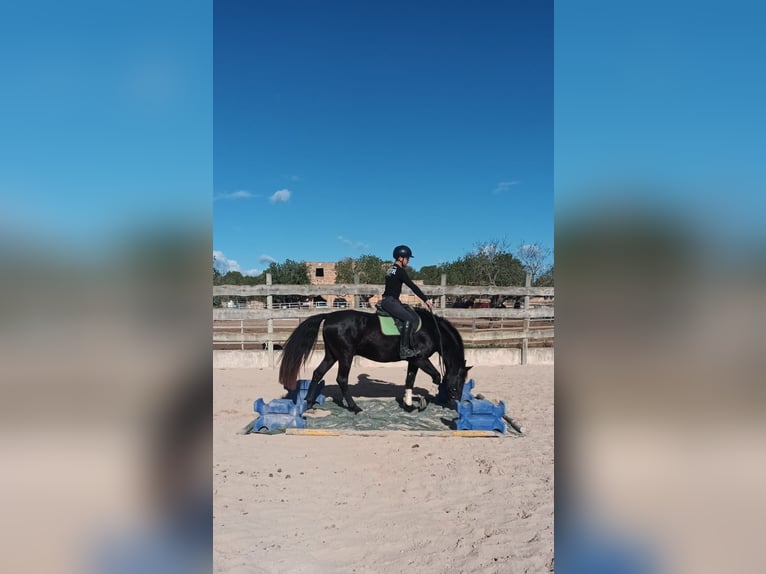 Pura Raza Mallorquina Gelding 5 years 15,2 hh Black in Algaida