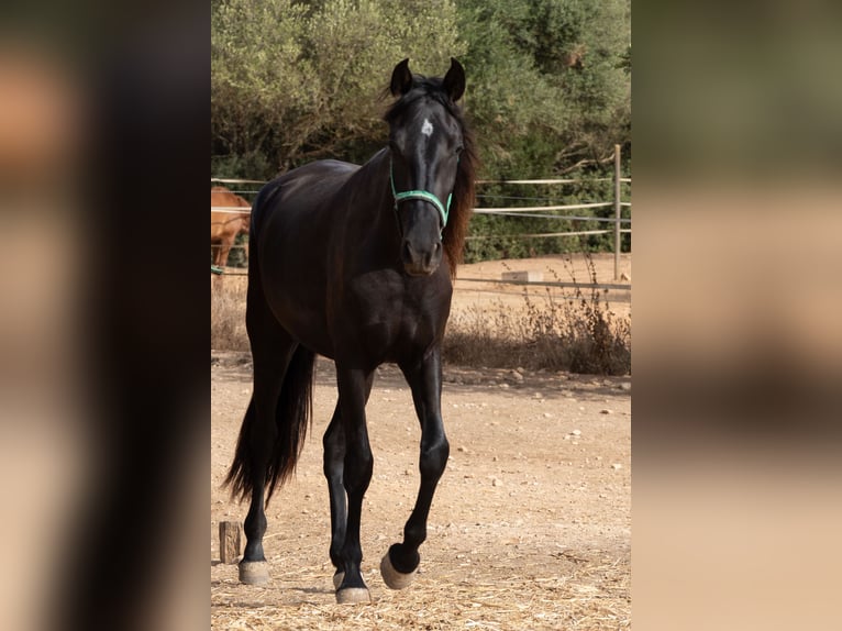 Pura Raza Mallorquina Giumenta 2 Anni 150 cm Morello in Algaida