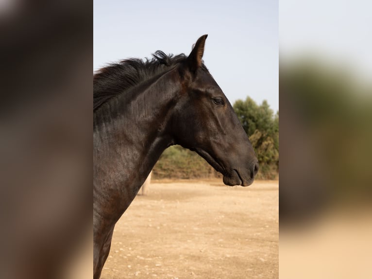 Pura Raza Mallorquina Hengst 1 Jaar 143 cm Zwart in Algaida