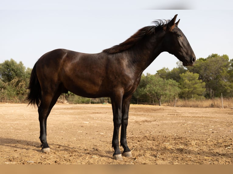 Pura Raza Mallorquina Hengst 1 Jaar 143 cm Zwart in Algaida