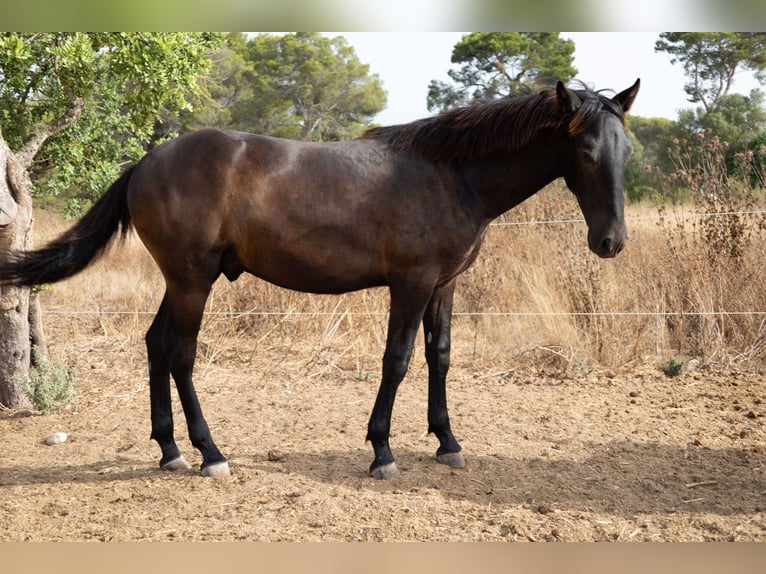 Pura Raza Mallorquina Hengst 1 Jaar 143 cm Zwart in Algaida