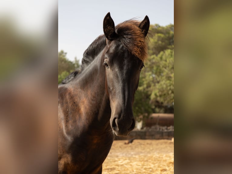 Pura Raza Mallorquina Hengst 1 Jaar 143 cm Zwart in Algaida