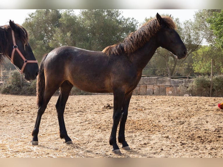Pura Raza Mallorquina Hengst 1 Jaar 143 cm Zwart in Algaida