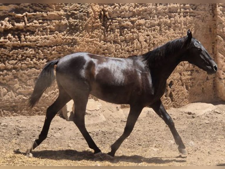 Pura Raza Mallorquina Hengst 1 Jaar 153 cm Zwart in Algaida