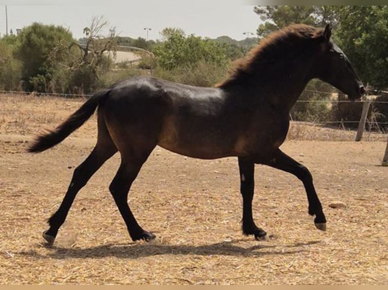 Pura Raza Mallorquina Hengst 1 Jahr 143 cm Rappe in Algaida