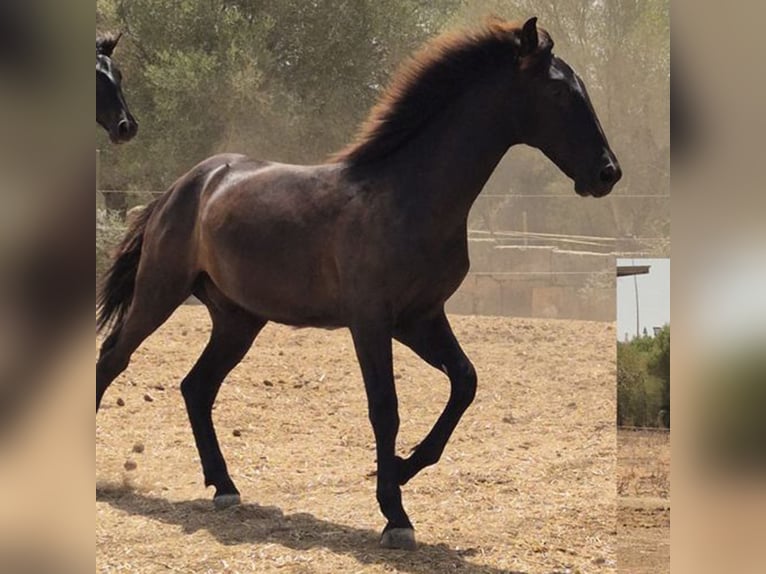 Pura Raza Mallorquina Hengst 1 Jahr 143 cm Rappe in Algaida