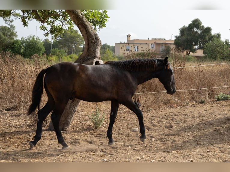 Pura Raza Mallorquina Hengst 1 Jahr 143 cm Rappe in Algaida