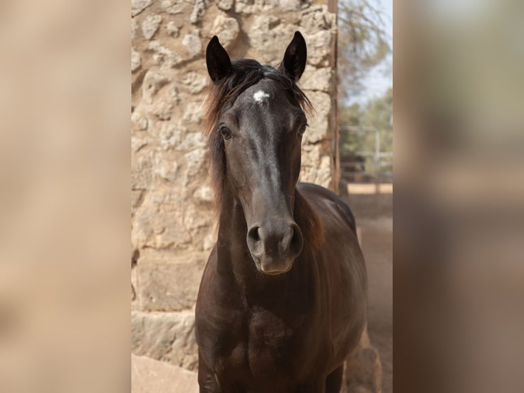 Pura Raza Mallorquina Hengst 1 Jahr 153 cm Rappe in Algaida