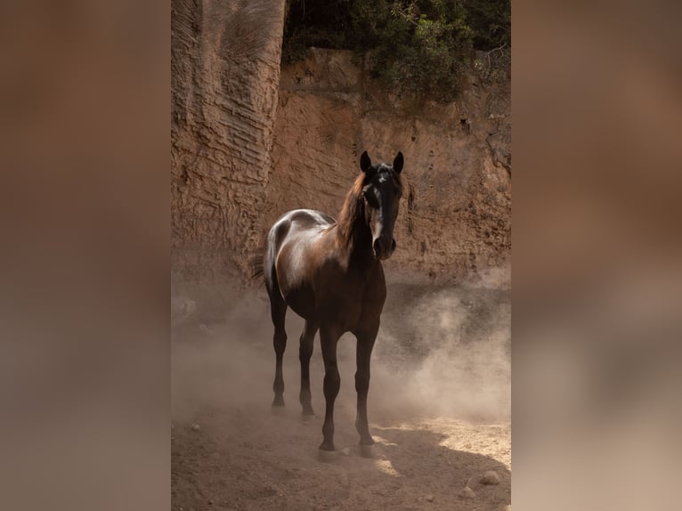 Pura Raza Mallorquina Hengst 1 Jahr 153 cm Rappe in Algaida