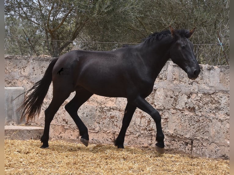 Pura Raza Mallorquina Hengst 2 Jaar 161 cm Zwart in Mallorca