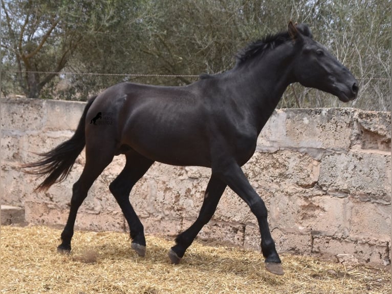 Pura Raza Mallorquina Hengst 2 Jaar 161 cm Zwart in Mallorca