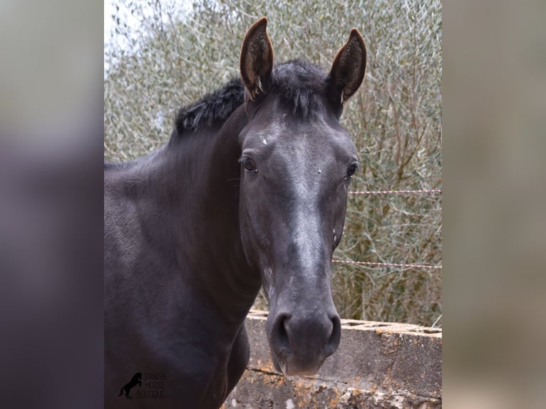 Pura Raza Mallorquina Hengst 2 Jahre 161 cm Rappe in Mallorca