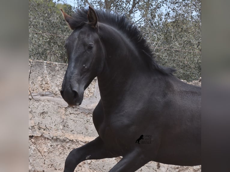 Pura Raza Mallorquina Hengst 2 Jahre 161 cm Rappe in Mallorca