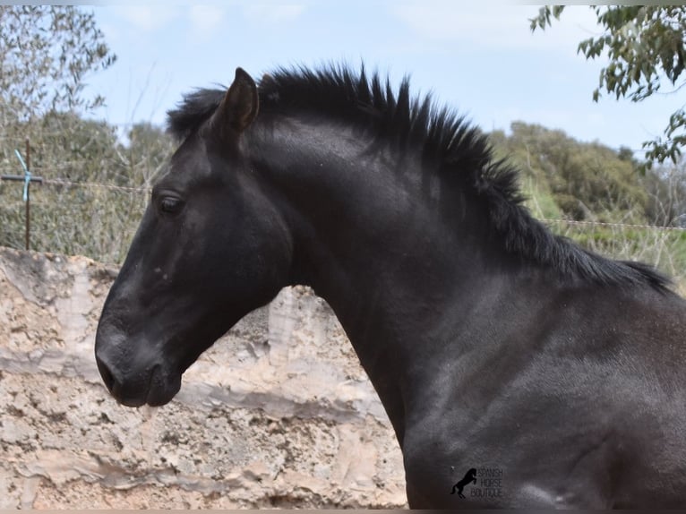 Pura Raza Mallorquina Hengst 2 Jahre 161 cm Rappe in Mallorca