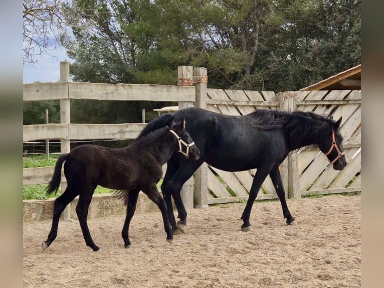 Pura Raza Mallorquina Hengst Fohlen (09/2025) Rappe in Algaida