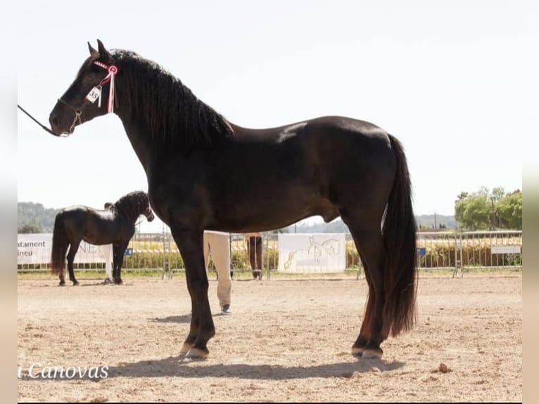 Pura Raza Mallorquina Hengst Zwart in Algaida