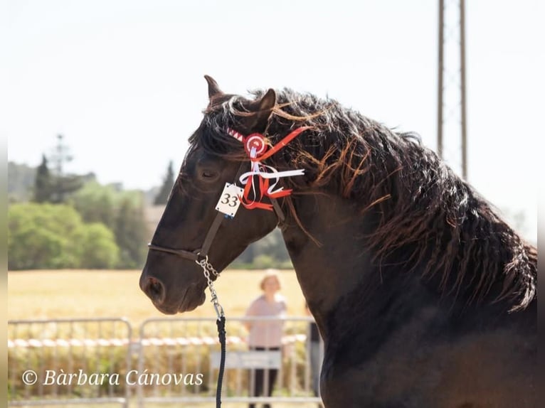 Pura Raza Mallorquina Hengst Zwart in Algaida
