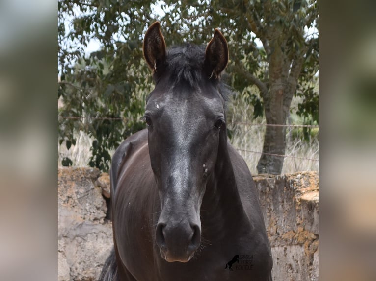 Pura Raza Mallorquina Hingst 2 år 161 cm Svart in Mallorca