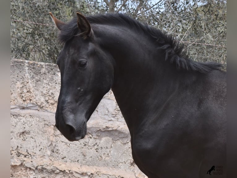 Pura Raza Mallorquina Hingst 2 år 161 cm Svart in Mallorca