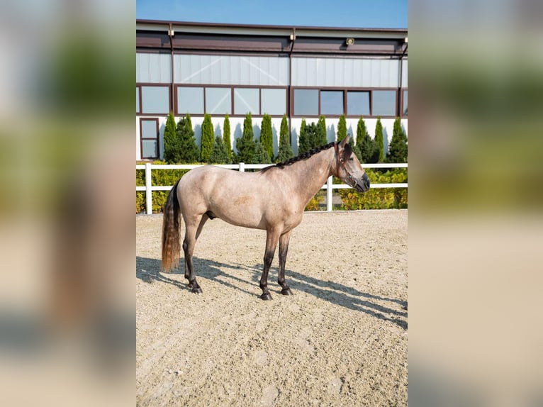 Pura Raza Mallorquina Hongre 4 Ans 153 cm Bai clair in Kaunas