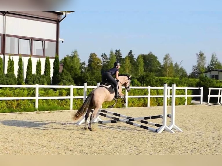 Pura Raza Mallorquina Hongre 4 Ans 153 cm Bai clair in Kaunas