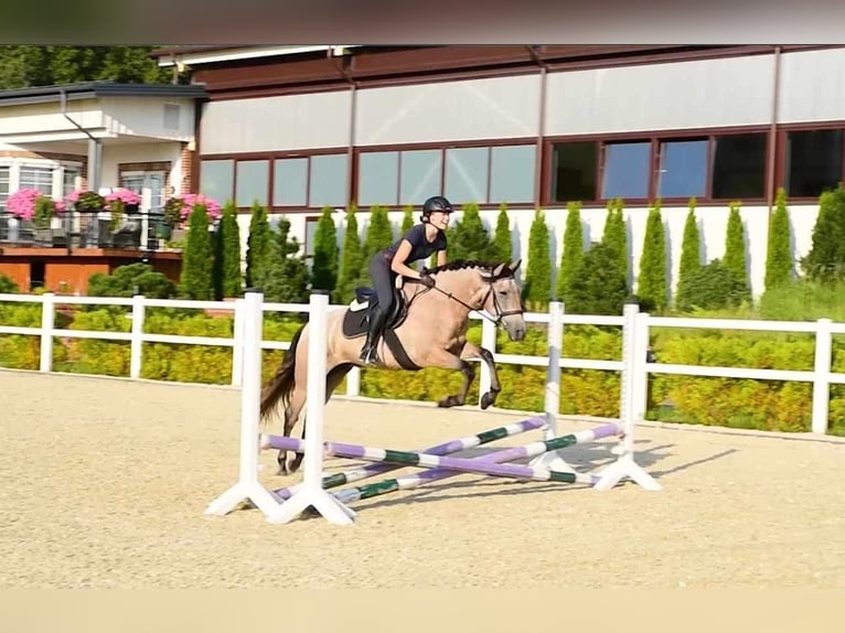 Pura Raza Mallorquina Hongre 4 Ans 153 cm Bai clair in Kaunas