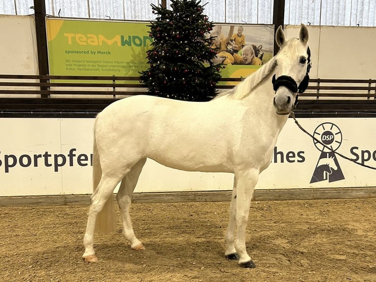 Pura Raza Mallorquina Jument 10 Ans 167 cm Gris in Darmstadt