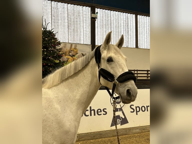 Pura Raza Mallorquina Mare 10 years 16,1 hh Gray in Darmstadt