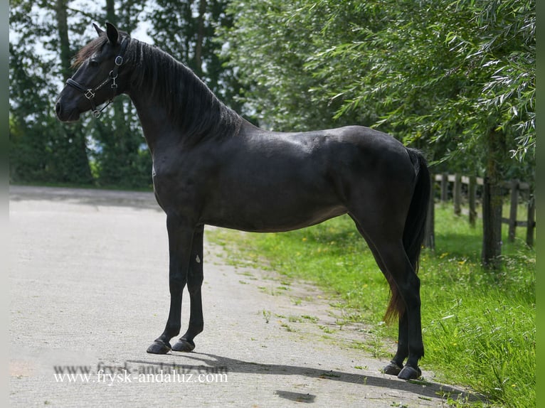 Pura Raza Mallorquina Mare 3 years 14,2 hh Black in Mijnsheerenland