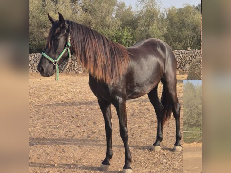 Pura Raza Mallorquina Merrie 2 Jaar 150 cm Zwart in Algaida