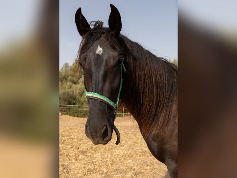 Pura Raza Mallorquina Merrie 2 Jaar 150 cm Zwart in Algaida