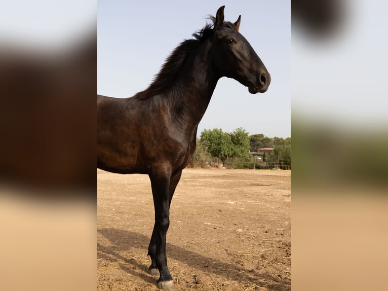 Pura Raza Mallorquina Ogier 1 Rok 143 cm Kara in Algaida