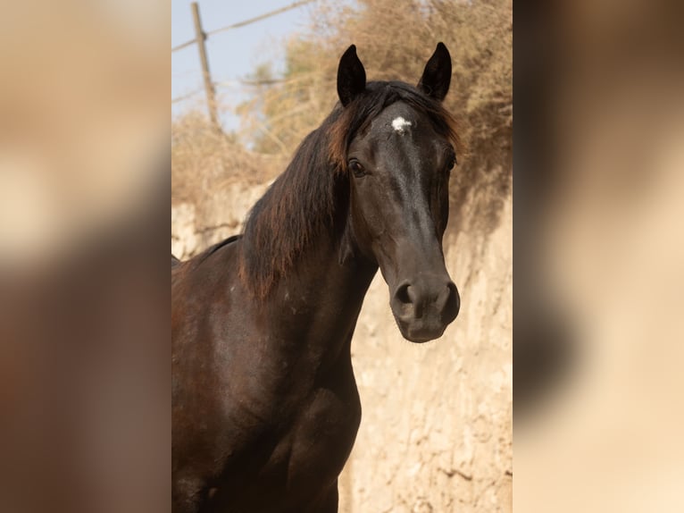 Pura Raza Mallorquina Ogier 1 Rok 153 cm Kara in Algaida