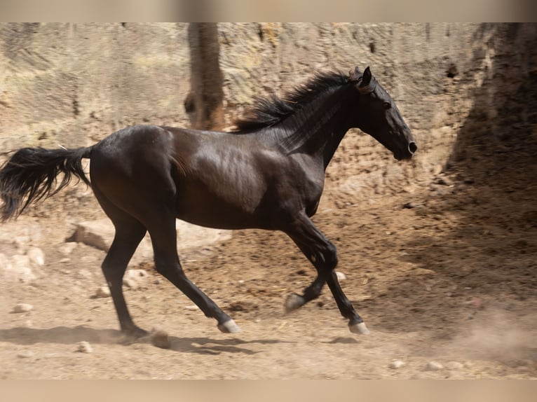 Pura Raza Mallorquina Ogier 1 Rok 153 cm Kara in Algaida