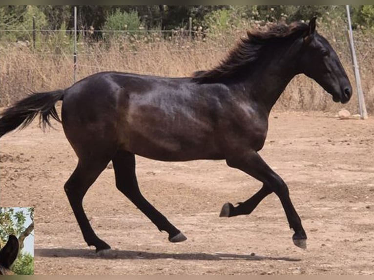 Pura Raza Mallorquina Semental 1 año 143 cm Negro in Algaida