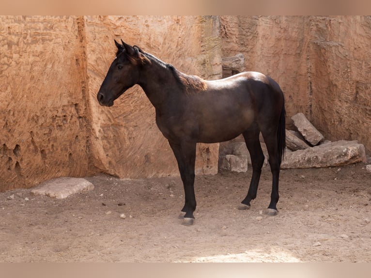 Pura Raza Mallorquina Semental 1 año 153 cm Negro in Algaida