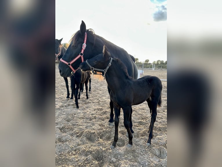 Pura Raza Mallorquina Semental 1 año Negro in Algaida