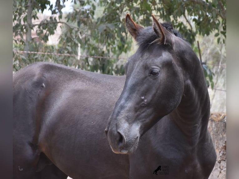 Pura Raza Mallorquina Semental 2 años 161 cm Negro in Mallorca