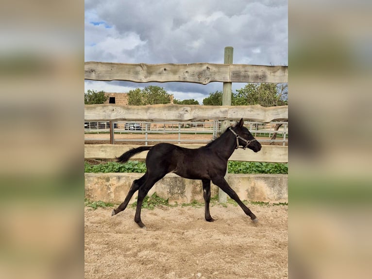 Pura Raza Mallorquina Semental Potro (09/2025) Negro in Algaida