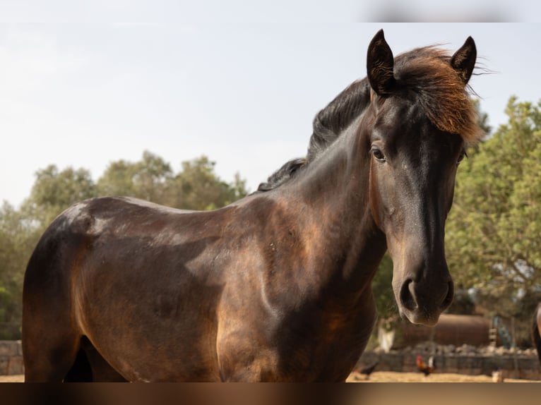 Pura Raza Mallorquina Stallion 1 year 14 hh Black in Algaida