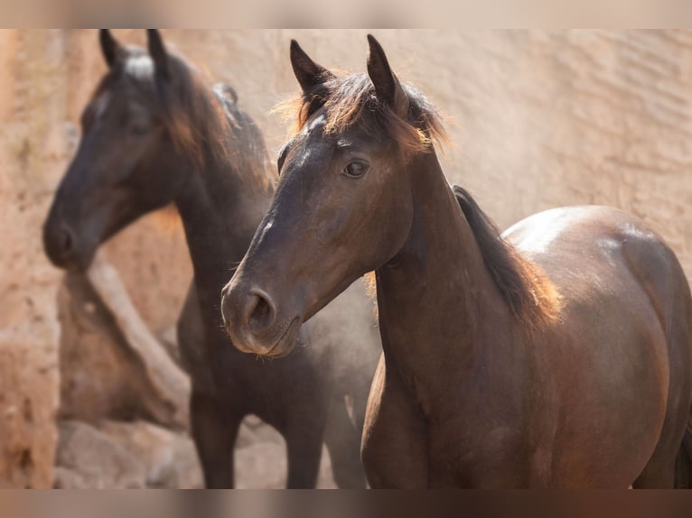 Pura Raza Mallorquina Stallion 1 year 15 hh Black in Algaida