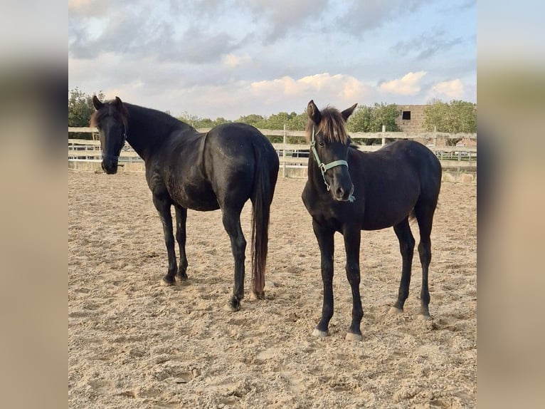 Pura Raza Mallorquina Stallion 1 year Black in Algaida