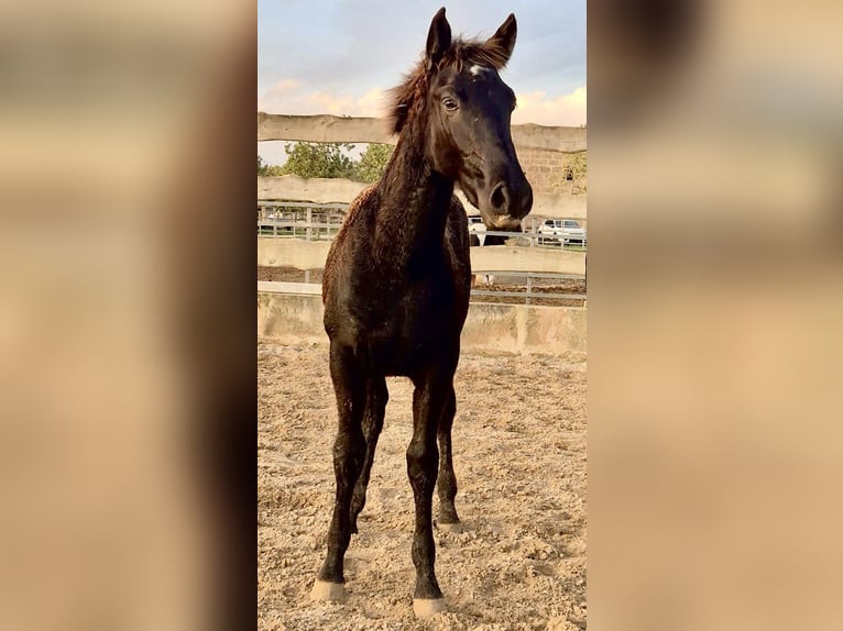 Pura Raza Mallorquina Stallion 1 year Black in Algaida