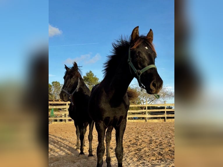 Pura Raza Mallorquina Stallion 1 year Black in Algaida