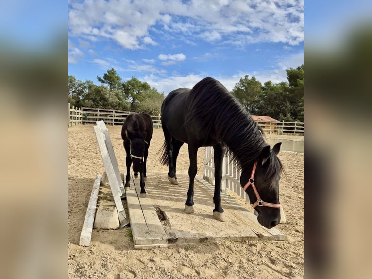 Pura Raza Mallorquina Stallion 1 year Black in Algaida