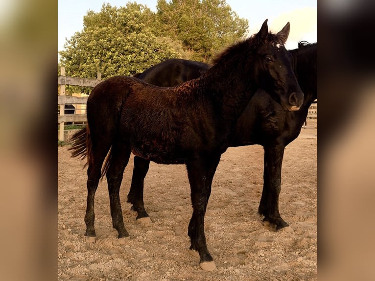Pura Raza Mallorquina Stallion 1 year Black in Algaida