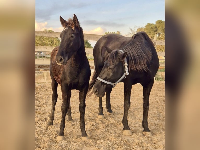 Pura Raza Mallorquina Stallion 1 year Black in Algaida