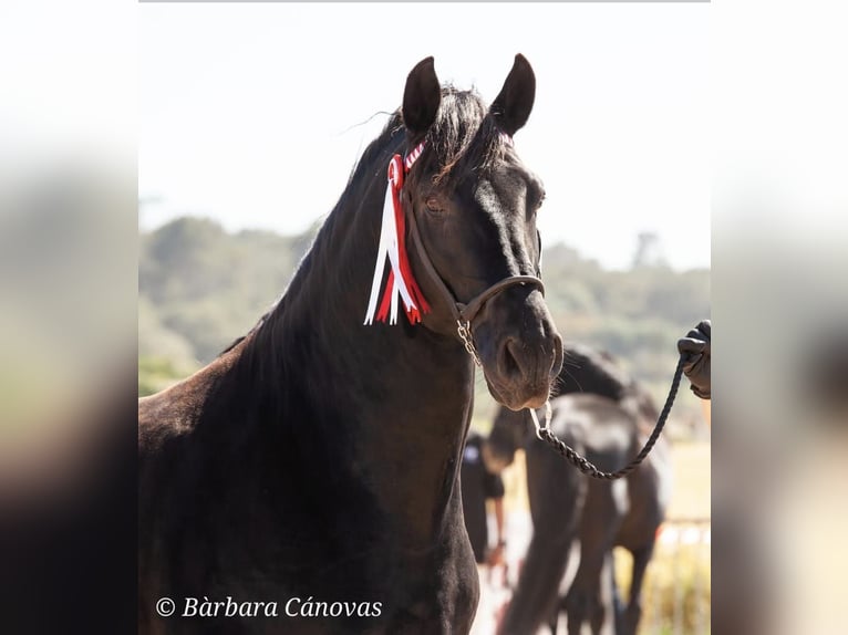 Pura Raza Mallorquina Stallion Black in Algaida Pura Raza Mallorquina Stallion Black in Algaida