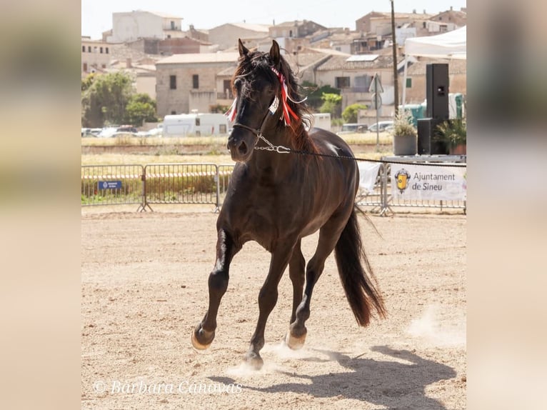 Pura Raza Mallorquina Stallion Black in Algaida Pura Raza Mallorquina Stallion Black in Algaida