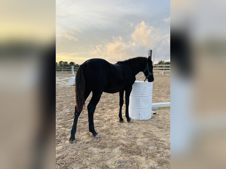 Pura Raza Mallorquina Stallion Foal (04/2025) Black in Algaida